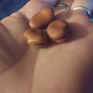 13 Hoodoo Wishing Beans-In a Mojo Bag bild 7