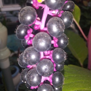 May include: Close-up of a cluster of dark, shiny berries on a vibrant pink stem. The berries are round and clustered together, with a few green leaves visible in the background. The image highlights the natural beauty of the plant.