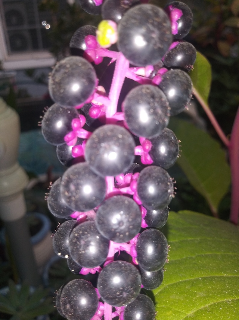May include: Close-up of a cluster of dark, shiny berries on a vibrant pink stem. The berries are round and clustered together, with a few green leaves visible in the background. The image highlights the natural beauty of the plant.