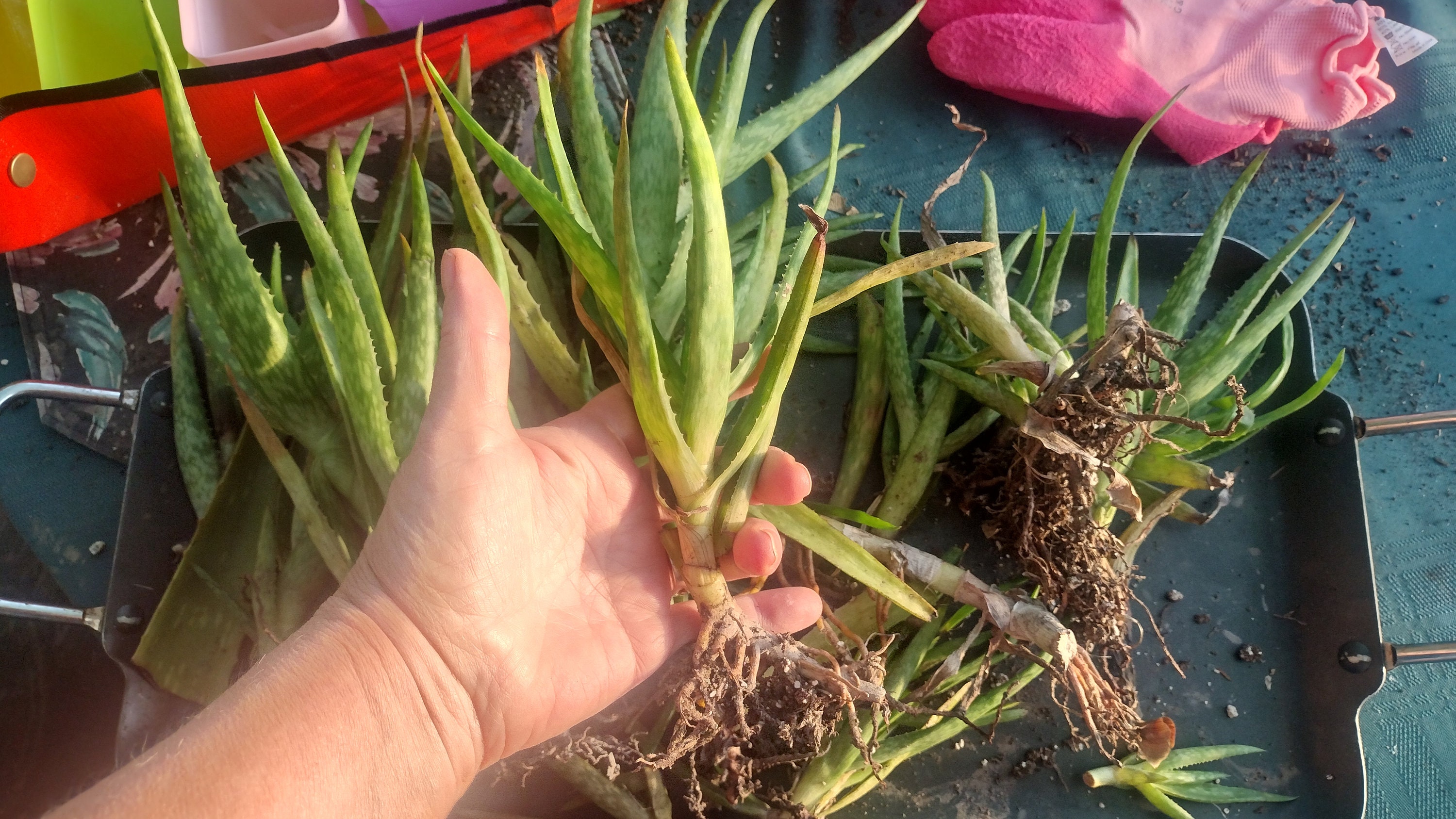 Aloe Vera Plant Babies-rooted Large Plant or Small Pup - Etsy