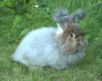 Brown German Angora Angora Rabbit Raw Fiber Light Grey, Grey-brown