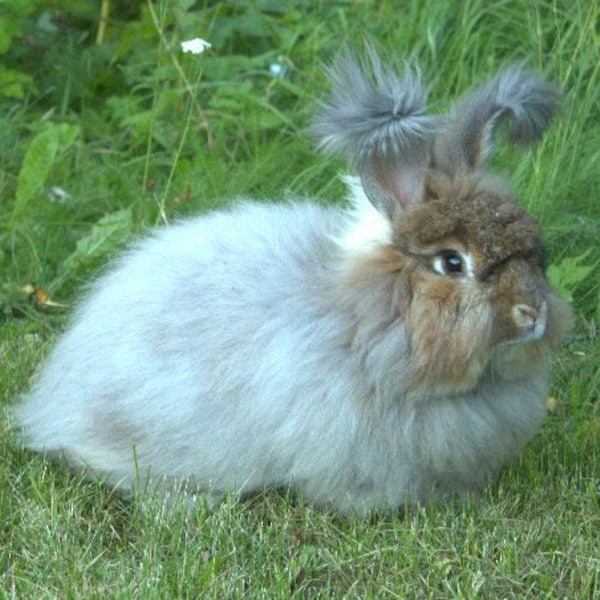 Angora rabbit raw fiber light grey, grey-brown color German Angora Rabbit for spinning, felting projects.
