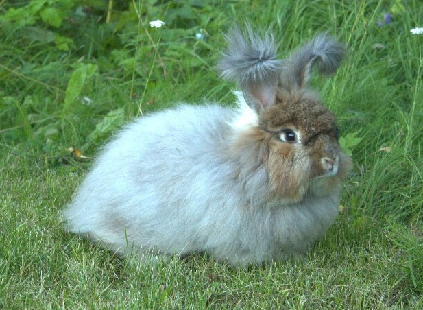 Angora Rabbit Fur - Etsy