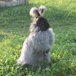 Fibre brute de lapin de couleur gris foncé pour des projets de filage et de feutrage. Laine angora allemande coupée à la main par des ciseaux de coiffeur SparrowRabbits.