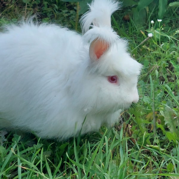 Angora Rabbit Fiber Projects Angora Fiber - Etsy
