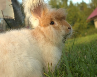 White French Angora Rabbit Fiber, Spinning, Felting - Etsy