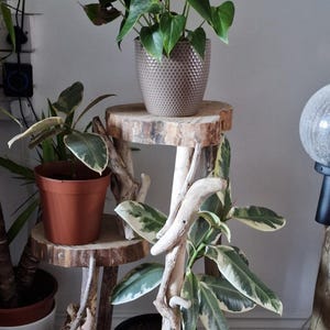 May include: A three-tiered plant stand made of driftwood and wood slices. The stand features three round shelves, each with a different diameter. The stand is decorated with natural elements, such as driftwood and bark. The stand is holding three potted plants, including a red anthurium, a ficus, and a variegated ficus.