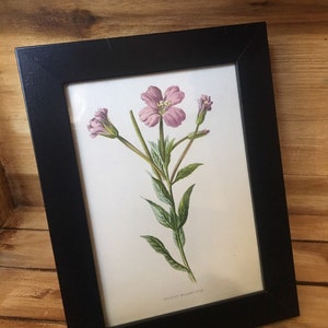 Greater Willow-Herb - Original Hand Coloured Book Illustration- Framed- Plant Flower Botanical