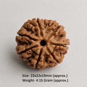 Könnte beinhalten: Eine braune, kugelförmige Rudraksha-Perle mit einer tief strukturierten, faltigen Oberfläche und einem zentralen Loch. Die Perle ist mit den Maßen 22x22x19mm und einem Gewicht von 4,15 Gramm beschriftet. Das Objekt hat ein natürliches Aussehen.