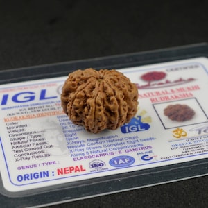 IGL Certified Eight Mukhi Rudraksha Bead | 8 Mukhi Rudraksha Bead Nepal | Eight Face Rudraksha | 8 Face Nepali Rudraksha | Silver Pendant