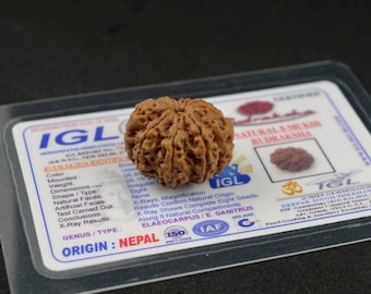 IGL Certified Eight Mukhi Rudraksha Bead | 8 Mukhi Rudraksha Bead Nepal | Eight Face Rudraksha | 8 Face Nepali Rudraksha | Silver Pendant