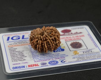 IGL Certified Eleven Mukhi Rudraksha Bead | 11 Mukhi Rudraksha Nepal | Eleven Face Rudraksha | 11 Face Nepali Rudraksha | Silver Pendant