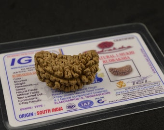 IGL Certified One Mukhi Rudraksha Bead | Kaju Dana Bead | Ek Mukhi Rudraksha | One Face Rudraksha | Rudraksha Pendant Bead | Silver Pendant