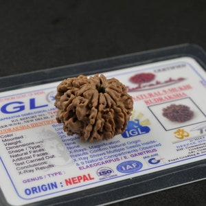 IGL Certified Nine Mukhi Rudraksha Bead | 9 Mukhi Rudraksha Bead Nepal | Nine Face Rudraksha | 9 Face Nepali Rudraksha Bead | Silver Pendant