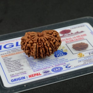 IGL Certified Fourteen Mukhi Rudraksha Bead | 14 Mukhi Rudraksha Nepal | Fourteen Face Rudraksha | 14 Face Nepali Rudraksha | Silver Pendant
