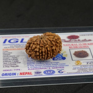 IGL Certified Twelve Mukhi Rudraksha Bead | 12 Mukhi Rudraksha Nepal | Twelve Face Rudraksha | 12 Face Nepali Rudraksha | Silver Pendant