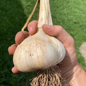 Elephant Garlic (Organically Grown)