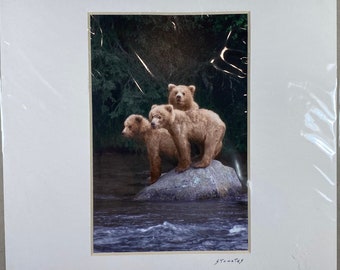 Grizzly Bear Cubs Matted and Signed Color Photograph “Waiting for Mama” by Jim Stamates Wildlife Nature Photography