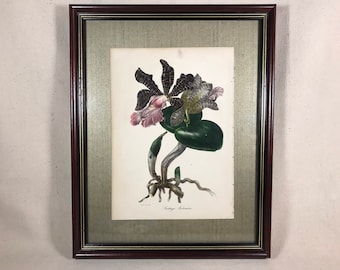 Antique Hand-Colored 19th Century Botanical Engraving Cattleya Aclandiae Orchid South America| S. Holden del & Lith. | Professionally Framed
