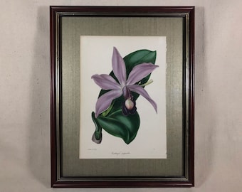 Antique Hand-Colored 19th Century Botanical Engraving Cattleya Superba Orchid South America| S. Holden del & Lith. | Professionally Framed