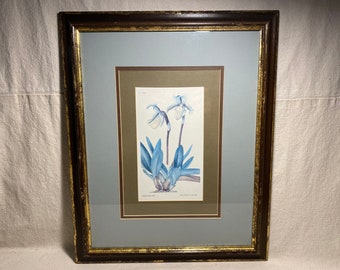 Impressão de arte botânica vintage Paphiopedilum Druryi Orchid por Margaret Stones para Curtis's Botanical Magazine