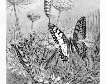Könnte beinhalten: Eine Schwarzweißillustration des Lebenszyklus eines Schwalbenschwanz-Schmetterlings. Die Illustration zeigt die Raupe, die Puppe und den ausgewachsenen Schmetterling. Der Text "THE METAMORPHOSES OF Papilio machaon." befindet sich am unteren Rand des Bildes.