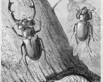 Könnte beinhalten: Eine Schwarzweißillustration der Metamorphose eines Hirschkäfers. Das Bild zeigt den Käfer in seinem Larven-, Puppen- und Erwachsenenstadium. Der Text "The Metamorphoses of the Stag Beetle" ist unter dem Bild gedruckt.