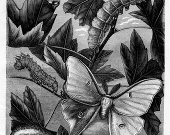 Könnte beinhalten: Eine Schwarzweißillustration des Lebenszyklus eines Luna-Falters. Das Bild zeigt den Falter in seinen verschiedenen Stadien, einschließlich Ei, Larve, Puppe und Imago. Der Text "THE METAMORPHOSES OF Attacus luna." befindet sich am unteren Rand des Bildes.