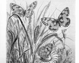 Antiker Druck 'Die Metamorphose des Marmorierten Weiß (Arge galathea)', Naturverlauf Druck, Vintage Insekten Druck, Schmetterlings Druck