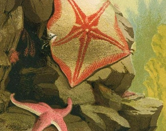 Grabado antiguo de vida marina, cromolitografía, 'Estrellas de mar', grabado vintage de peces, grabado de biología marina