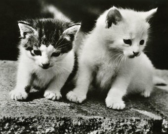 Vintage Kittens Postcard, Vintage Photographs Cats and Kitttens, Cat Postcards