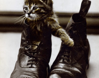 Philco Real Photo Postcard of Kitten in Shoe