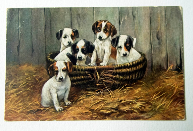 Tuck/'s /'Oilette/' Postcard of Puppies in Barn