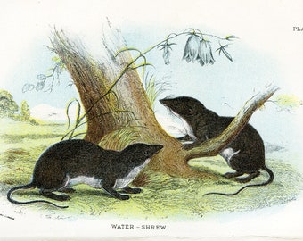 Antique Natural History Print 'Water-Shrew' 1896, Vintage Wildlife Engraving Print