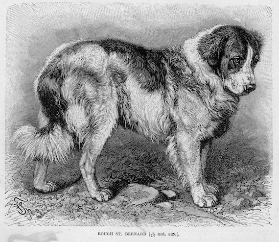 Antique Engraving Dog Print 'Rough St. Bernard', Dog Illustrations, Vintage Dog Pictures