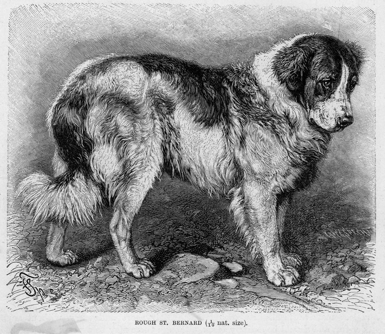 K&ouml;nnte beinhalten: Eine antike Schwarz-Wei&szlig;-Illustration eines rauhaarigen Bernhardiners. Der Hund wird mit einem dichten, zotteligen Fell gezeigt, das dunkle und helle Flecken aufweist. Der Text "ROUGH ST. BERNARD (1/6 nat. size)" ist unten im Bild zu sehen.