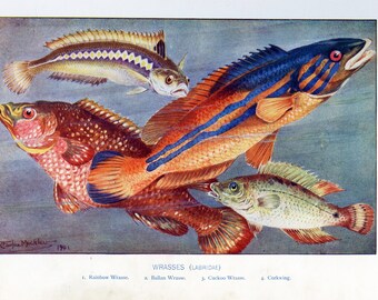Grabado antiguo de vida marina, cromolitógrafo, 'Wrasses', grabado vintage de pescado, grabado de biología marina