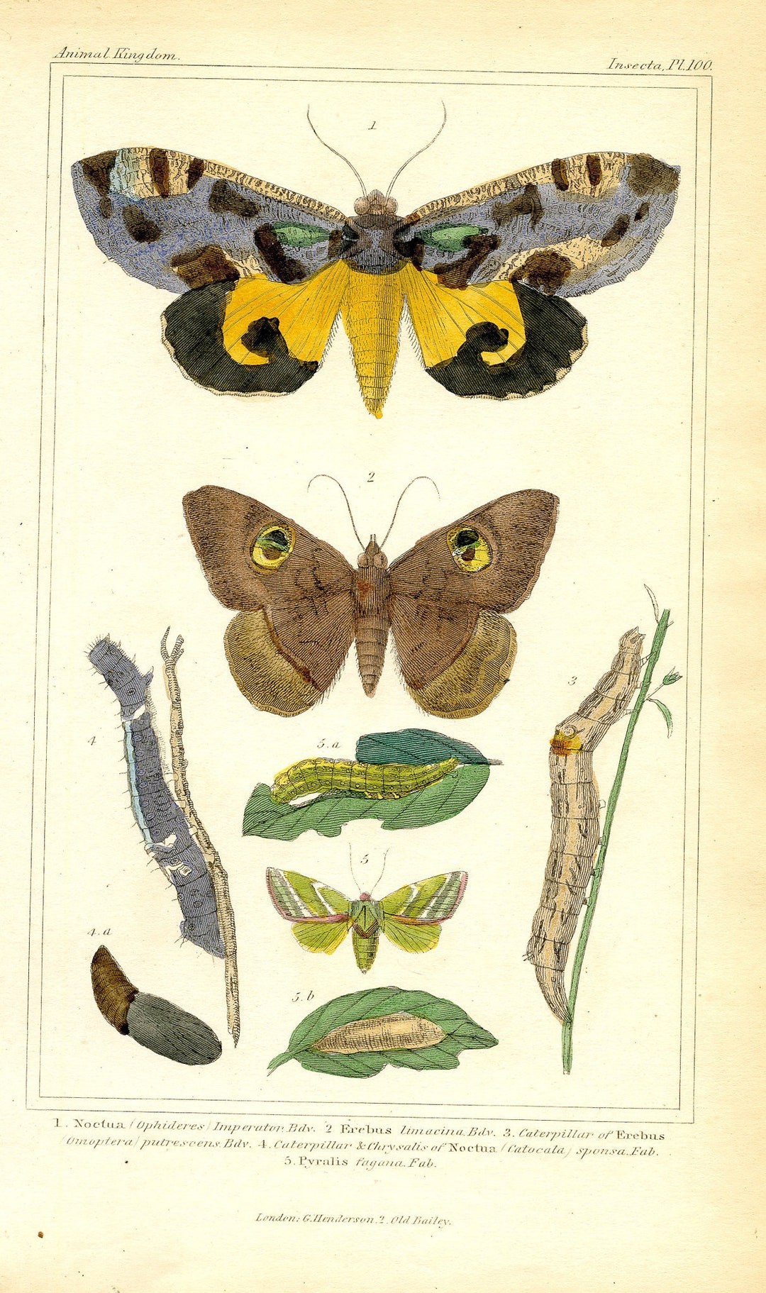 Antique Natural History Print 'insecta' 1837, Vintage Insect Print ...