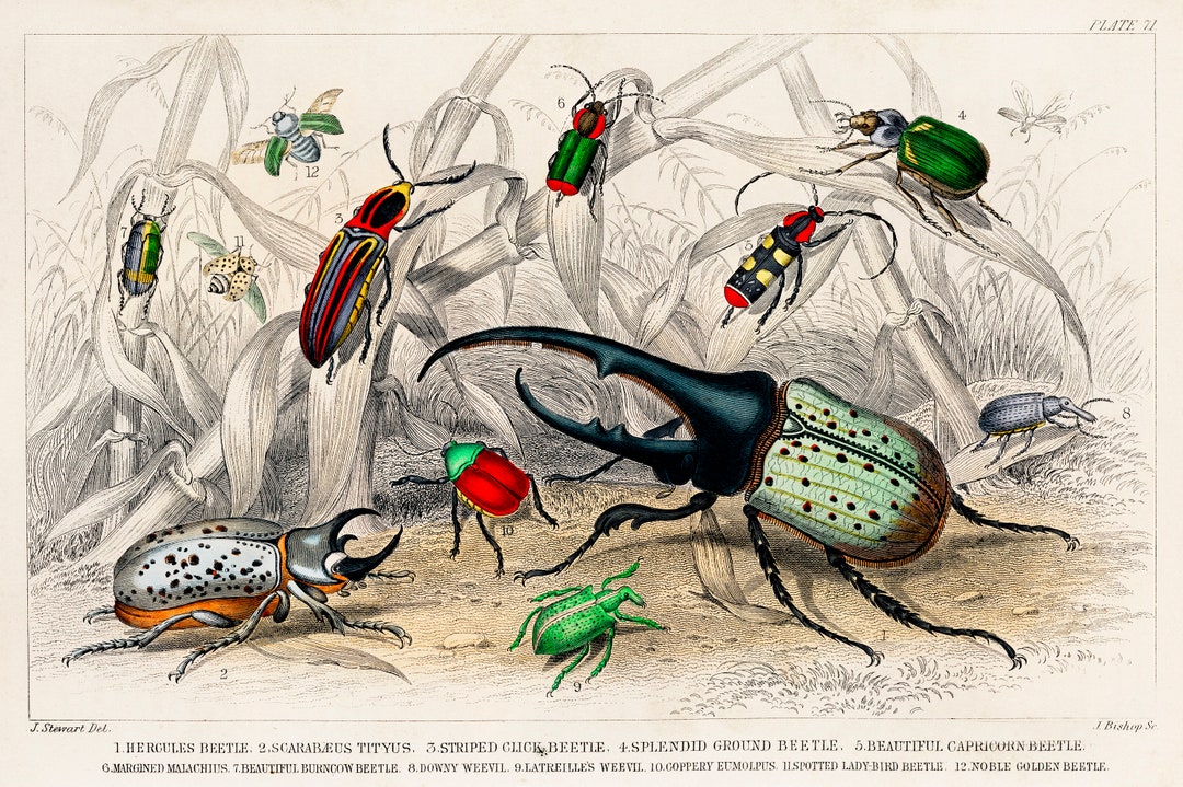 Natural History Insect Print, Entomology Print, Scientific Illustration ...