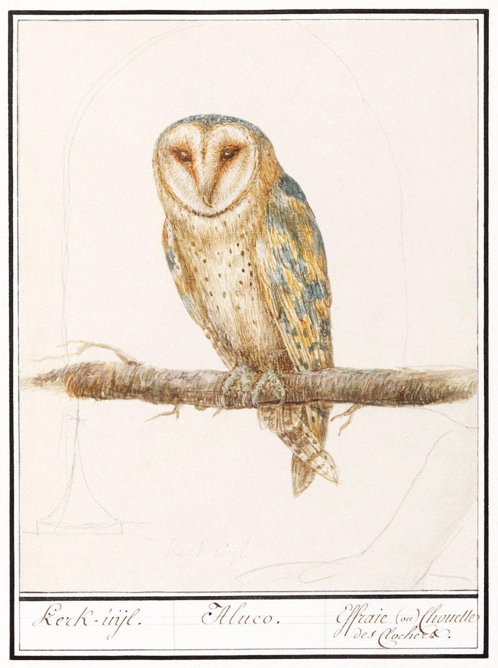 Antique Vintage Barn Owl Print Vintage Bird Wildlife Etsy