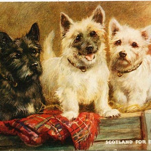 Carte postale « Oilette » de Tuck « L'Ecosse pour toujours », cartes postales vintage, cartes postales Westie Dog