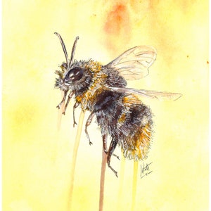 Western Honey Bee Art Print Montessori Insect Art Bees Wall Art Watercolour  Art Children's Art Print Bee Fine Art Print 