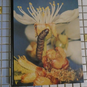 Common Tree Fruit Pests h/c Published 1997 Michigan  State University Press Illustrated Angus Howitt 251 Pages Like New