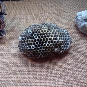 Nido di vespe cartonaie, alveare di vespe vere