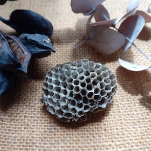May include: A close-up of a grey honeycomb structure on a brown hessian background. The honeycomb is made of wax and has a hexagonal pattern. There are dried eucalyptus leaves in the background.