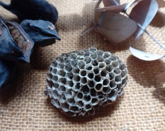 Ninho de vespas de papel, colmeia de vespas de verdade