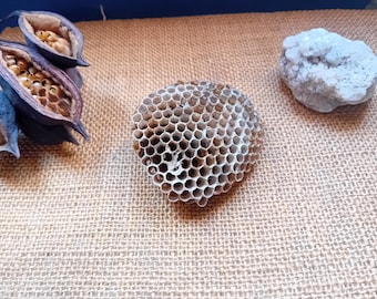 Paper Wasp Nest, Real Wasp Hive