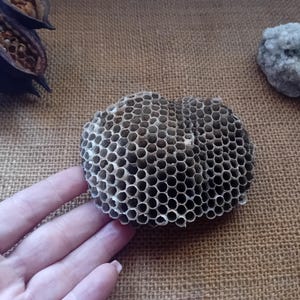 Nido di vespe cartonaie, alveare di vespe vere