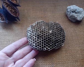 May include: A close-up of a natural wasp nest with a honeycomb pattern. The nest is held by a hand. Other objects in the image include seed pods and a small, light-colored rock. The background is a textured, brown surface.