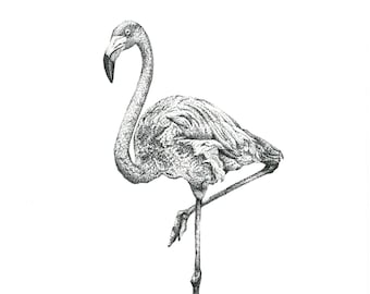 May include: A black and white pen and ink drawing of a flamingo standing on one leg. The drawing is detailed and shows the bird's feathers and legs.